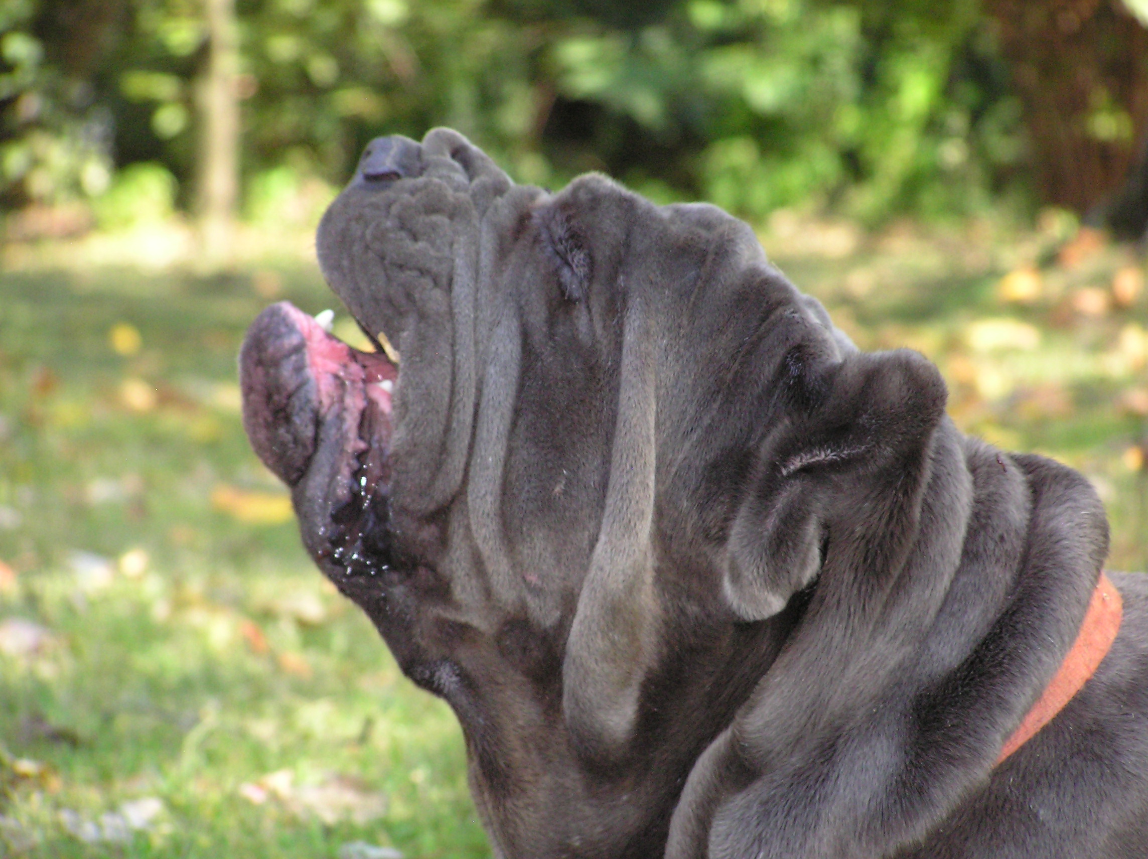 Please ask for a copy!